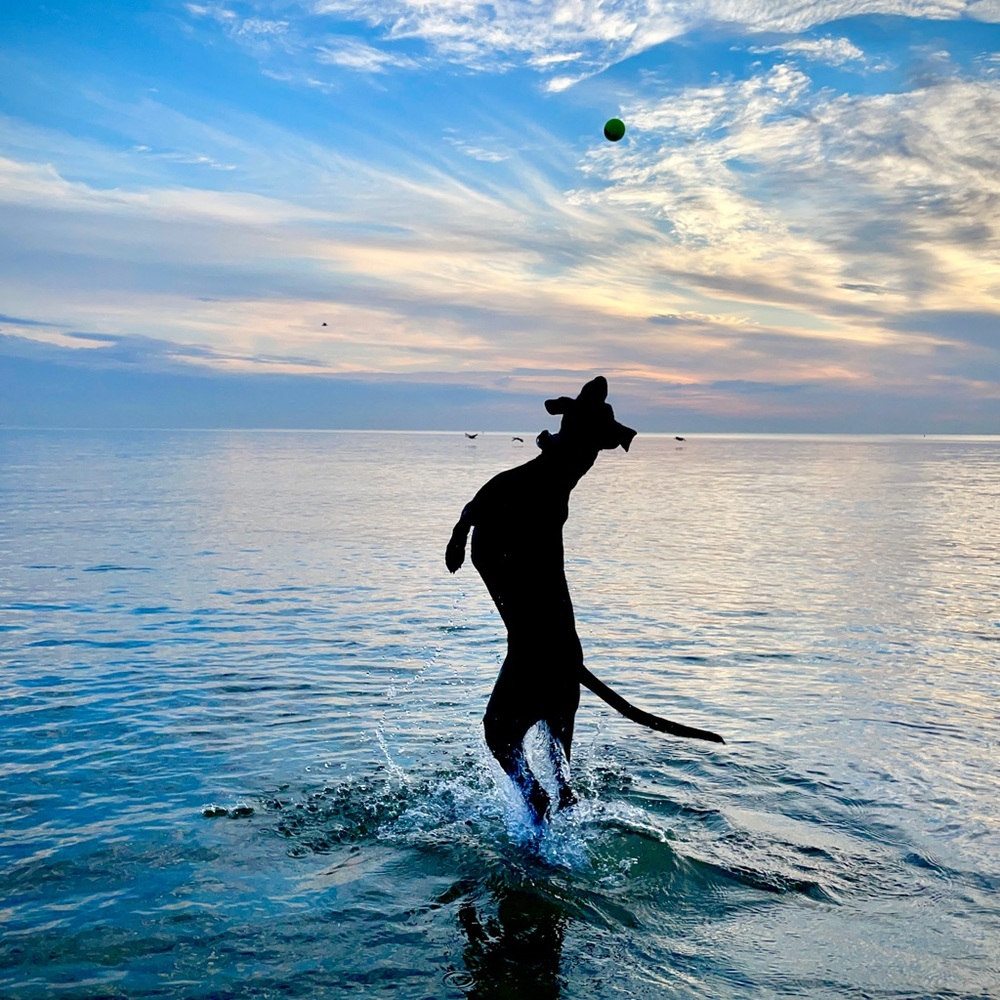 Meet your Posher, Merry